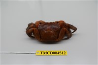 藏品(中型東方蟹)的圖片